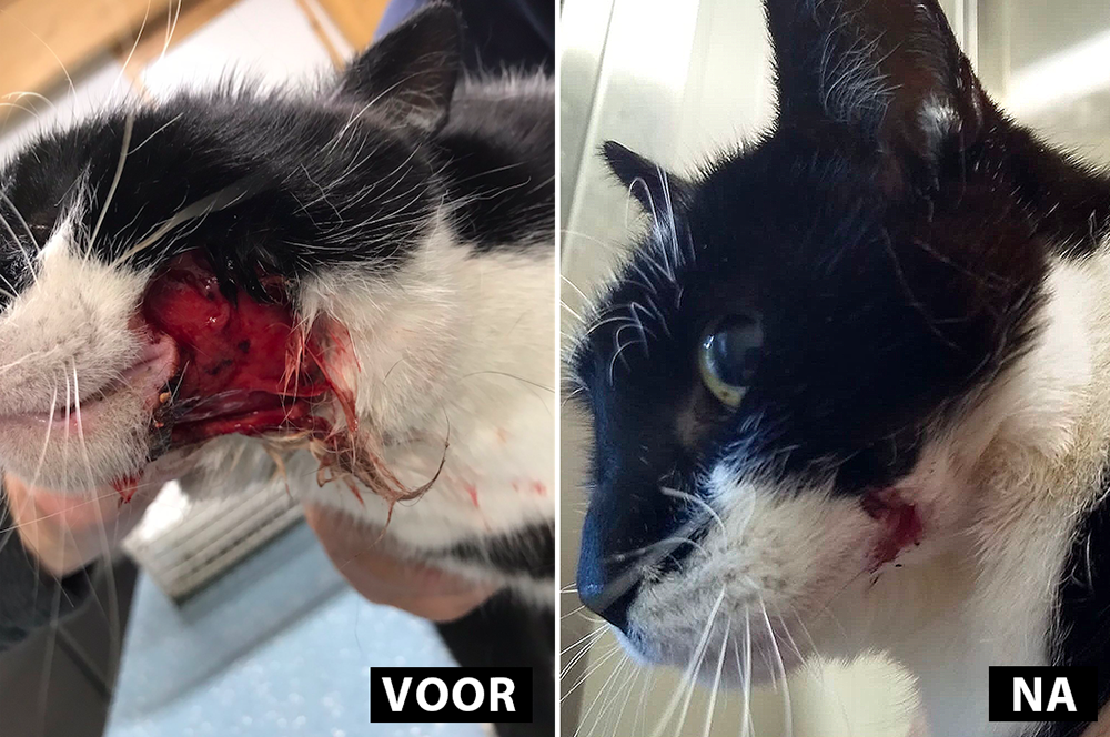 De wond van kat Aagje geneest voorspoedig bij Dierentehuis Stevenshage in Leiden.
