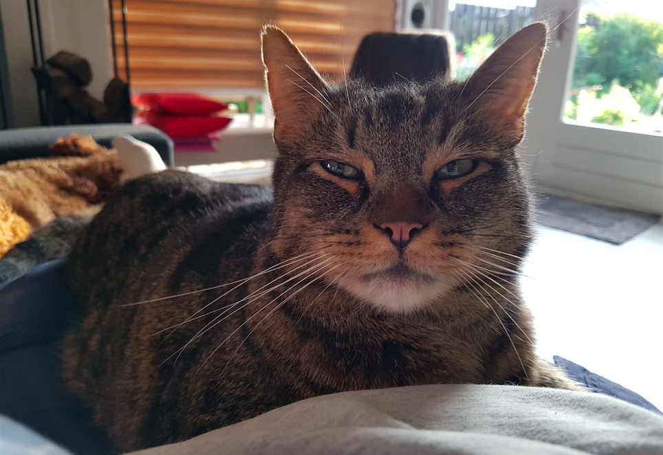 Lees hier hoe Aslan zwerfkat Midnight op het asielterrein ving. Lees hier hoe Aslan zwerfkat Midnight op het asielterrein ving.