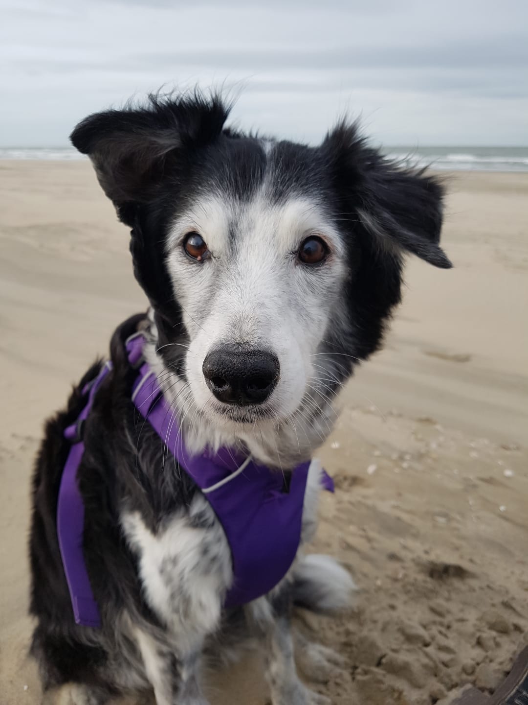 Aybo, de hond van Annika, tijdens zijn laatste strandwandeling