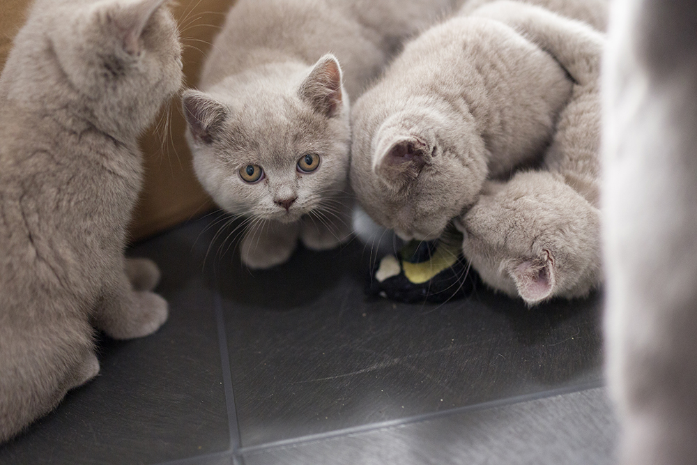 De Britse korthaar kittens van gevonden moederpoes Hamila bij Dierentehuis Stevenshage in Leiden. Foto's: Maud Velders