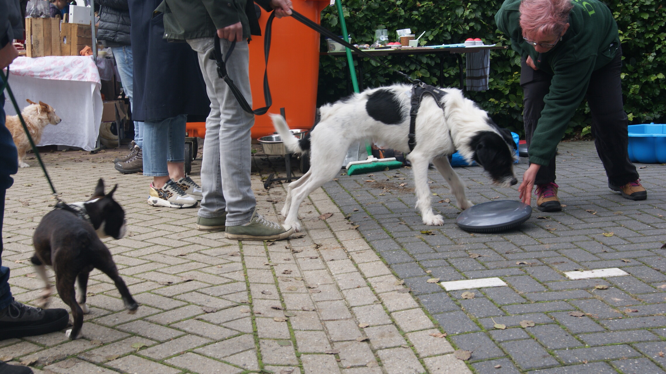 Honden en hun baasjes werden uitgedaagd tot hersenwerk tijdens de Open Asieldag van Dierentehuis Stevenshage in Leiden.