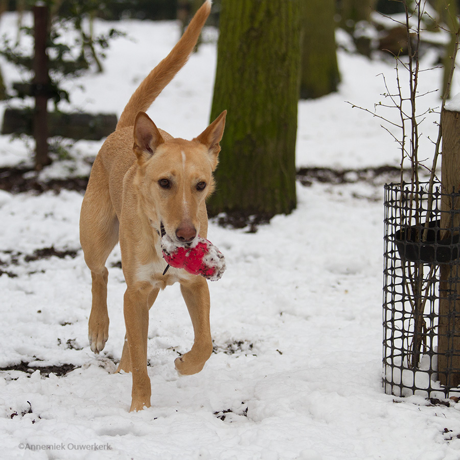 Asielhond Duma in de sneeuw in het hondenbos van Dierentehuis Stevenshage.