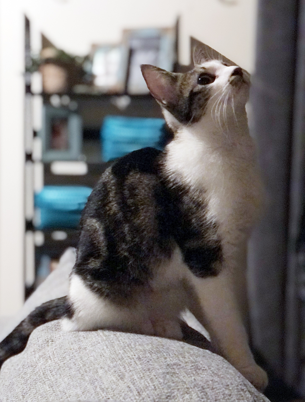 Asielpoes Frederique in haar nieuwe huis, na opgevangen te zijn bij Dierentehuis Stevenshage in Leiden.