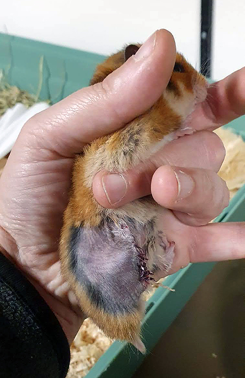 Syrische hamster Aidoni na haar operatie bij Dierentehuis Stevenshage in Leiden.