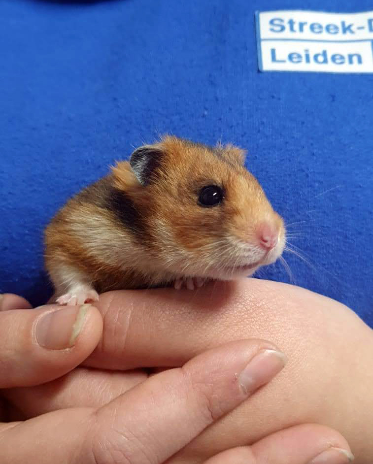 Syrische hamster Aidoni herstelt goed van de operatie waarbij haar pootje werd geamputeerd, bij Dierentehuis Stevenshage in Leiden.