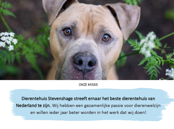 Klik op de foto om het Jaarverslag 2020 van Dierentehuis Stevenshage in Leiden te openen.