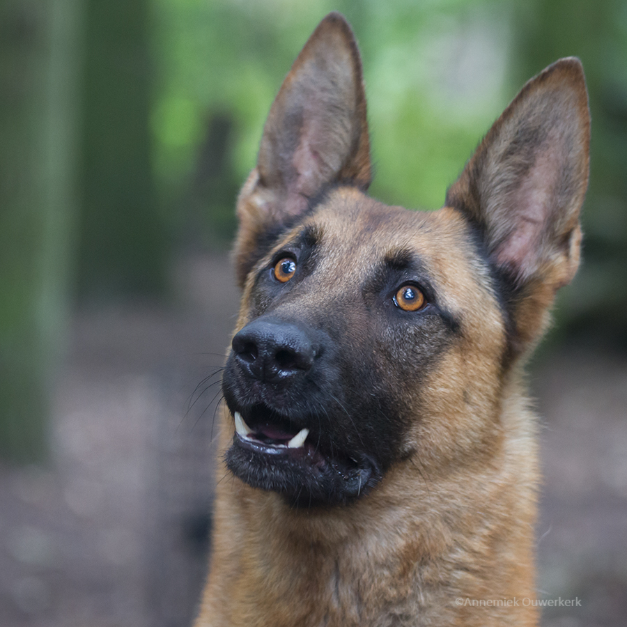 Mechelse herder Joep vond zijn gouden mandje via Dierentehuis Stevenshage in Leiden.