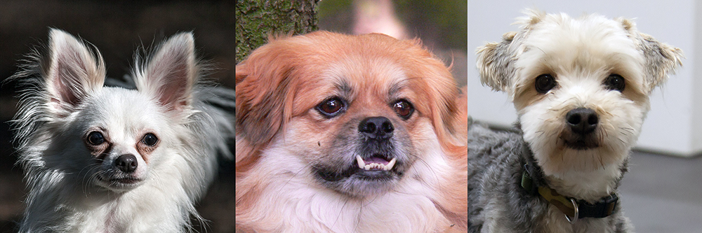 Kleine hondjes Jacky, Biska en Rex (niet de honden uit het verhaal) bij Dierentehuis Stevenshage in Leiden.