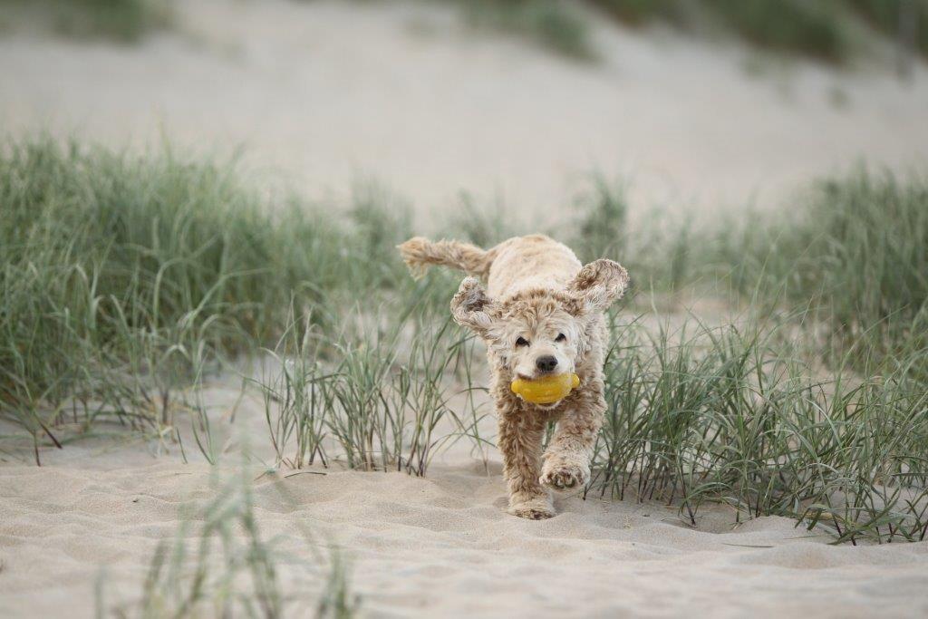 Amerikaanse Cocker Spaniel Lanzo in de duinen.