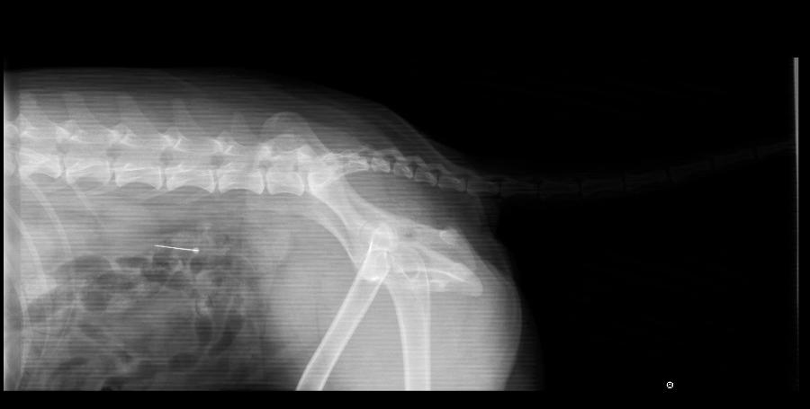 De röntgenfoto van Amerikaanse Cocker Spaniel Lanzo laat zien dat hij een speld heeft opgegeten.