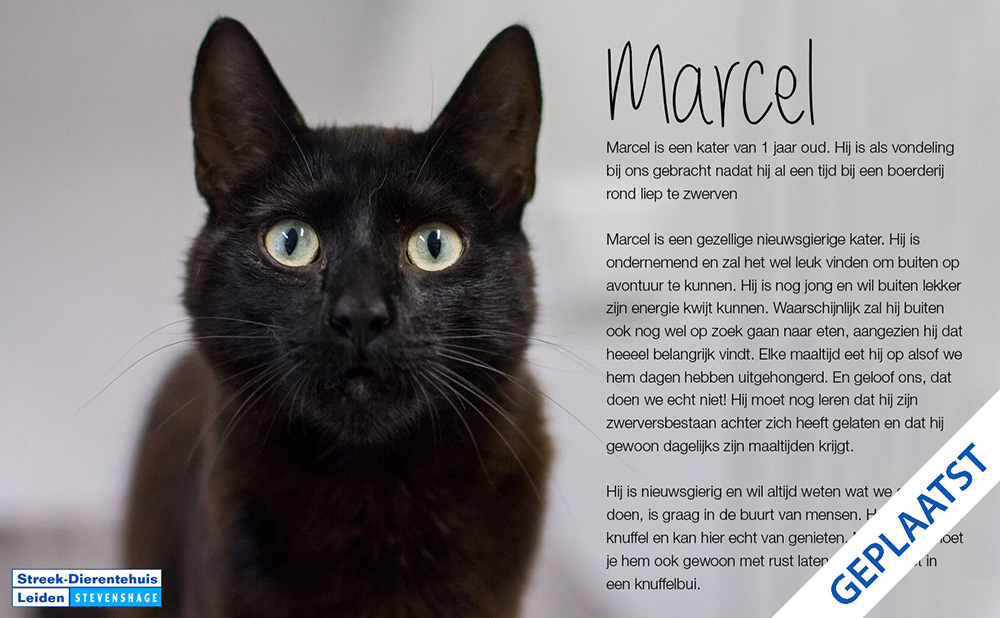 Zwarte katten zouden het niet goed doen op foto's. Zwarte kater Marcel bewijst het tegendeel. (Foto: Maud Velders)