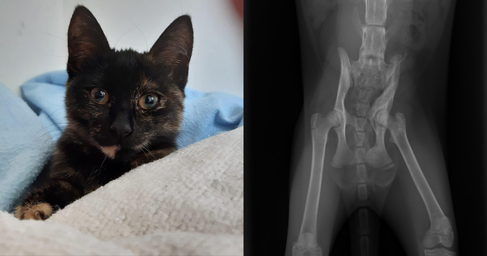 Kitten Minttu komt met een gebroken bekken bij Dierentehuis Stevenshage terecht.