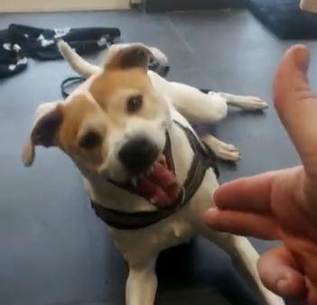 Klik op de afbeelding om de video van de training van asielhond Nikki te zien.