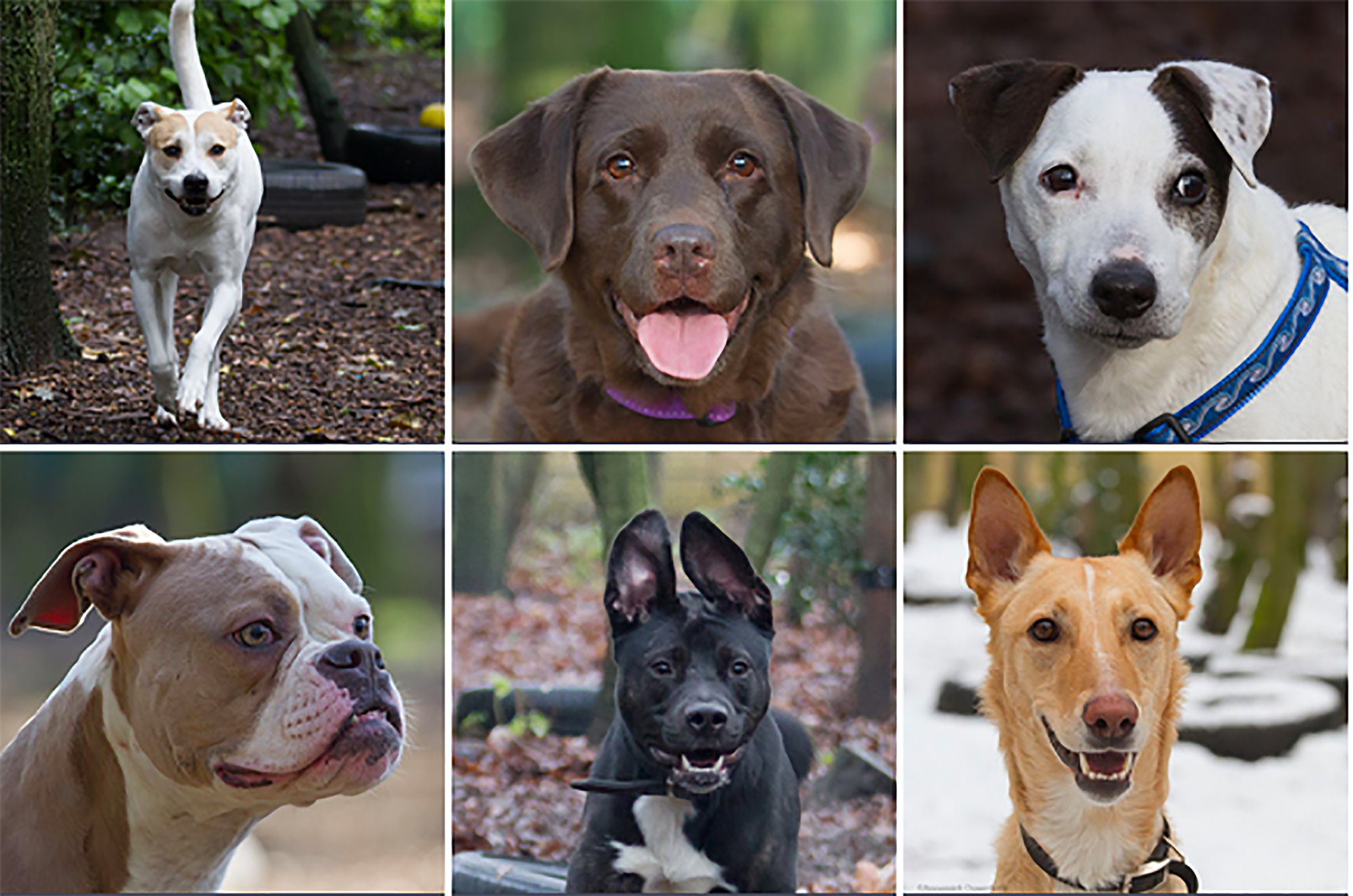 Klik hier voor een actueel overzicht van de plaatsbare honden van Dierentehuis Stevenshage