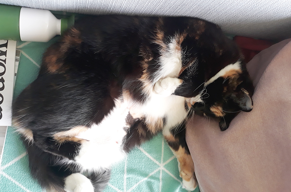 Oud-asielpoes Saartje L. ontpopt zich bij haar nieuwe baasje tot een gezellige huisgenoot.