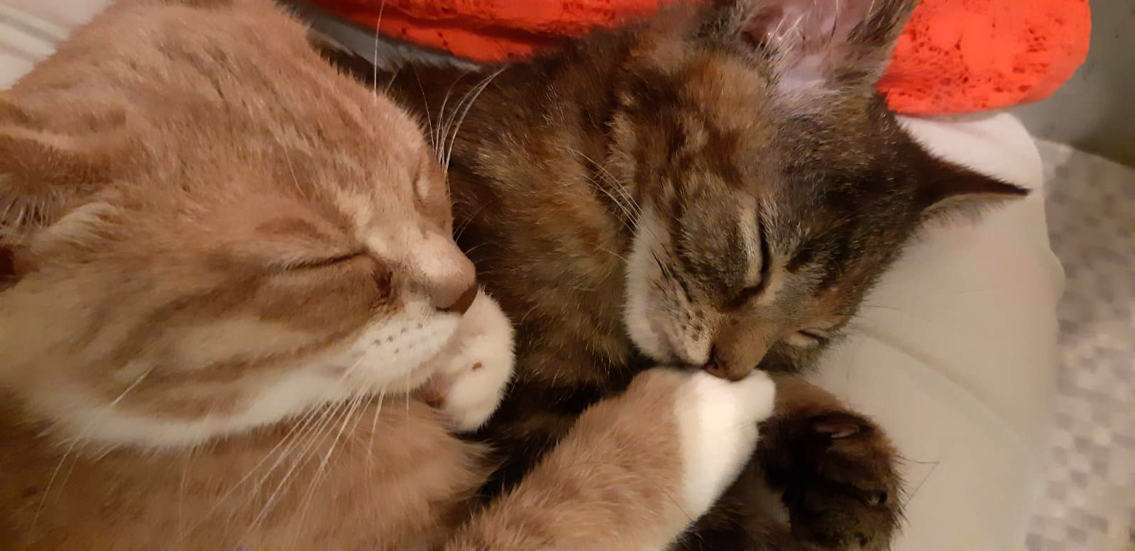 Kittens Thijs en Trix komen beide zonder moeder in het asiel terecht en raken aan elkaar gehecht.
