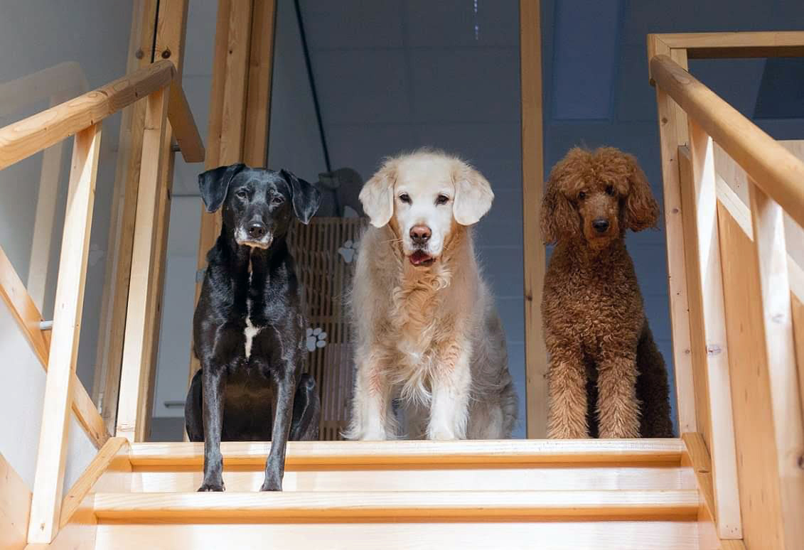 Asielmedewerkers Kiki, Teun en Trip bij Dierentehuis Stevenshage in Leiden.