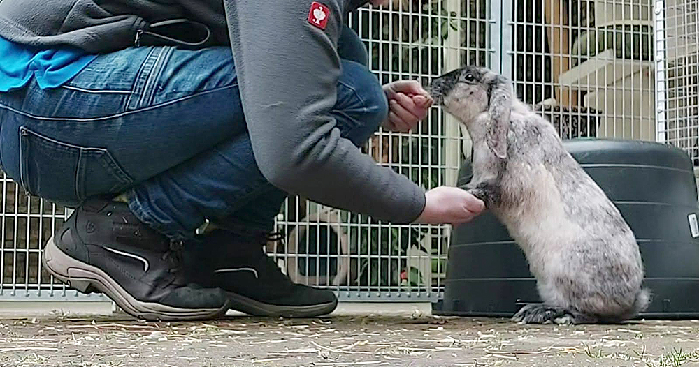 Training met konijn Twoface bij Dierentehuis Stevenshage in Leiden.