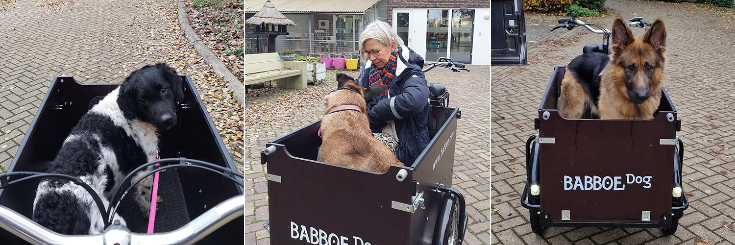 Asielhonden Charly, Jaimy en Rex en vrijwilligster Karien in de gedoneerde Babboe Dog bakfiets bij Dierentehuis Stevenshage in Leiden.