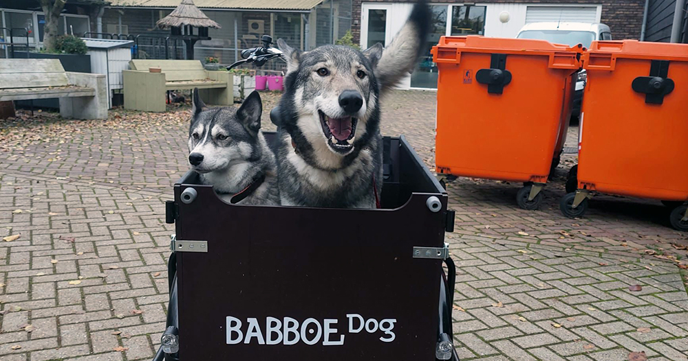 Asielmedewerkers Conan en Jessie vermaken zich wel in de gedoneerde Babboe Dog bakfiets bij Dierentehuis Stevenshage in Leiden!