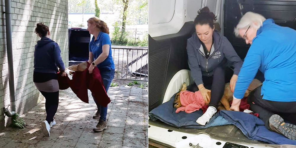 De gewonde reegeit wordt in veiligheid gebracht bij Dierentehuis Stevenshage in Leiden.