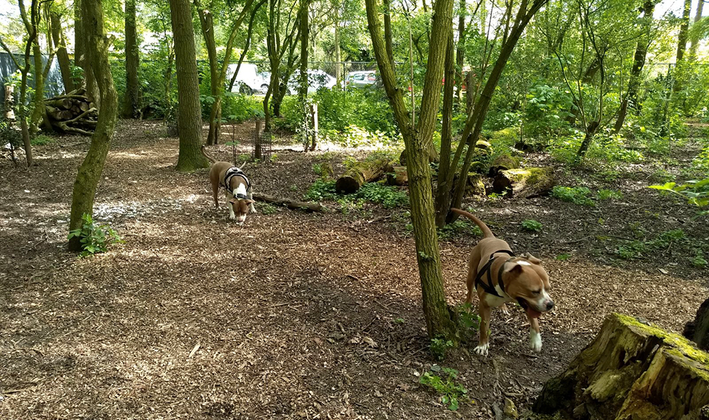 Asielhonden Beppie en Bink in het hondenbos van Dierentehuis Stevenshage.