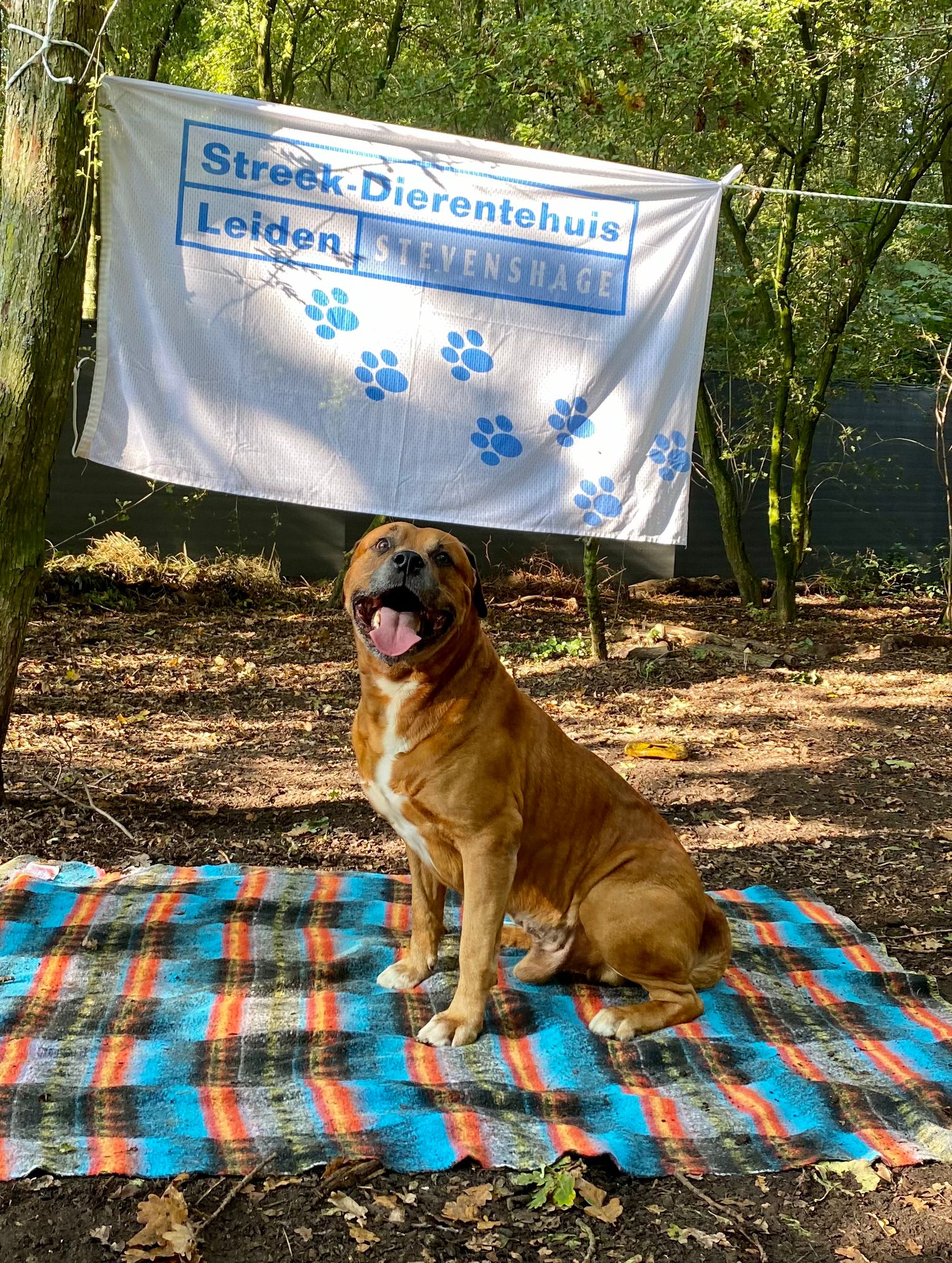Bink in het hondenbos van Dierentehuis Stevenshage in Leiden.