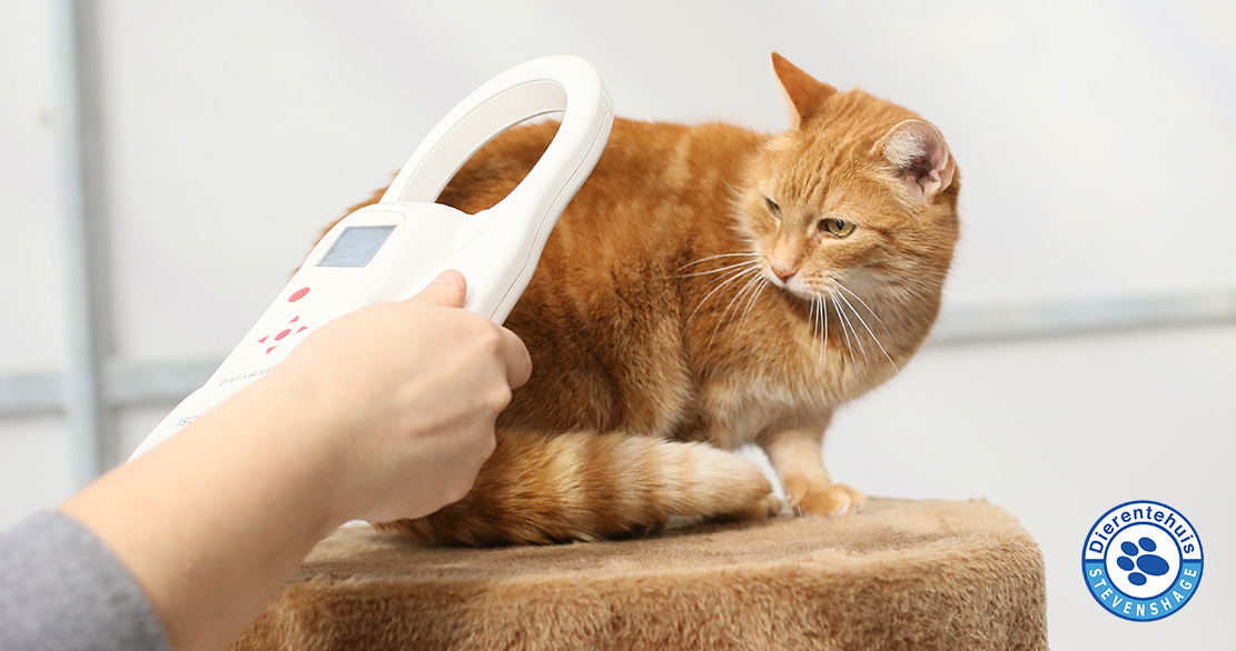 "Nee, mijn kat heeft geen chip. Hij komt nooit buiten. Tot vandaag dan."