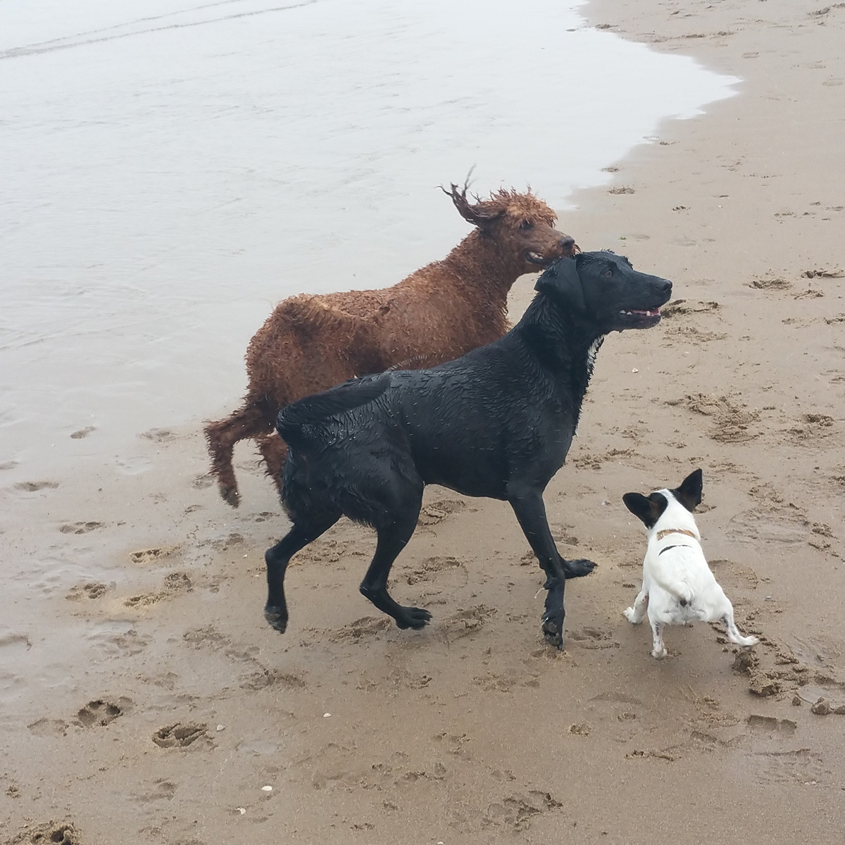 Skye mag met grote honden Trip en Kiki mee naar het strand