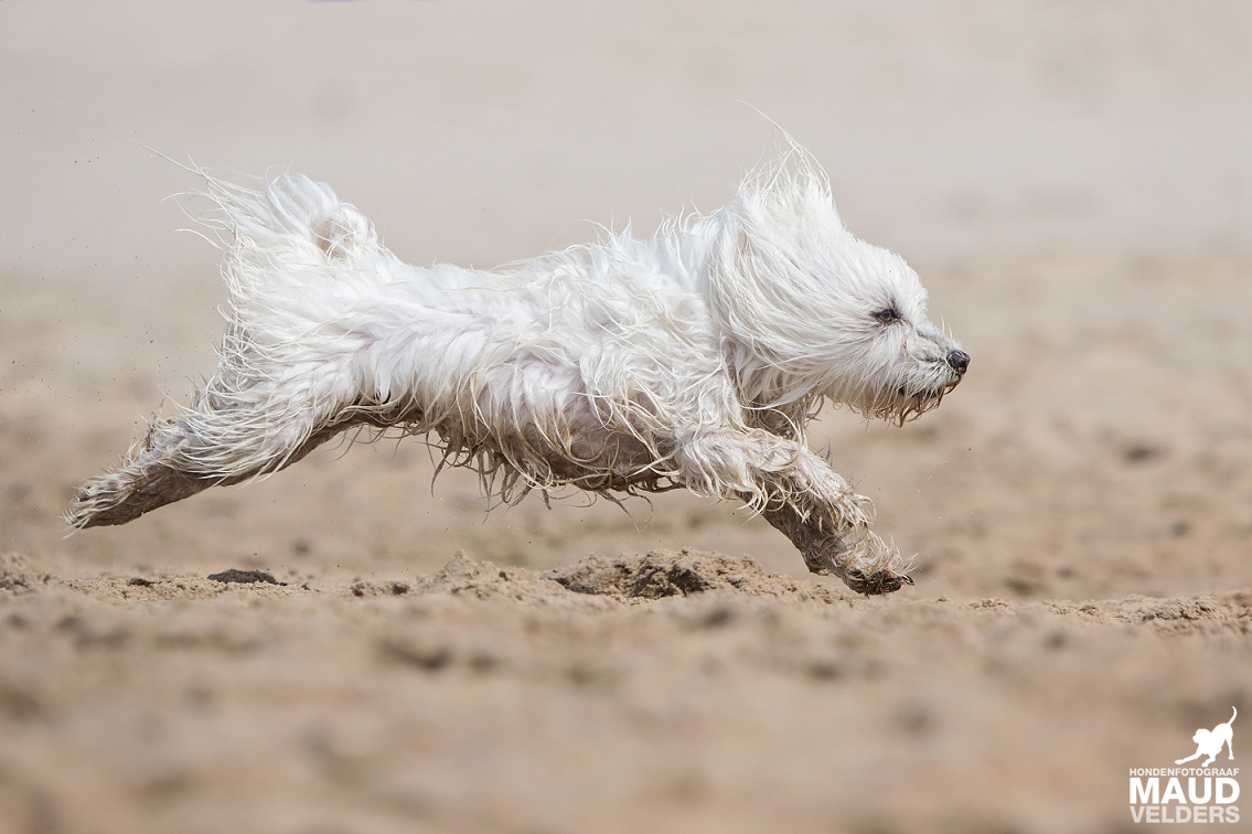 In de zomer van 2016 fotografeerde Maud Velders belangeloos tientallen honden op het strand van Noordwijk. De volledige opbrengst was voor de asieldieren van Dierentehuis Stevenshage in Leiden.