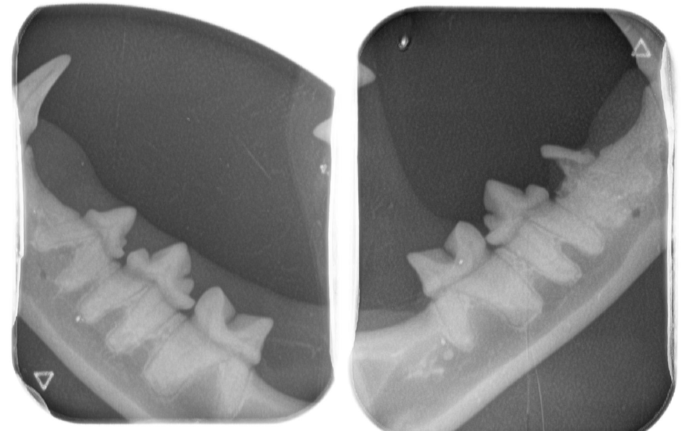 De röntgenfoto van de kiezen van asielkat Mekenna van Dierentehuis Stevenshage, die last had van tandresorptie.