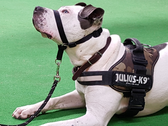 Asielhond Bowdy wordt getraind door Stichting Hond in Nood voor Dierentehuis Stevenshage. Foto: Stichting Hond in Nood