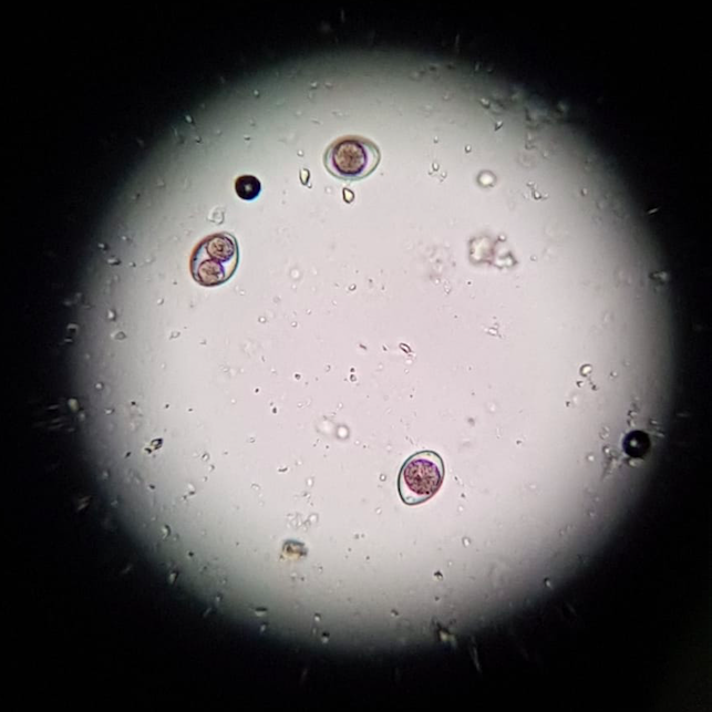Coccidiën oöcysten onder de microscoop, waargenomen in de ontlasting van asielpoes Kitty.