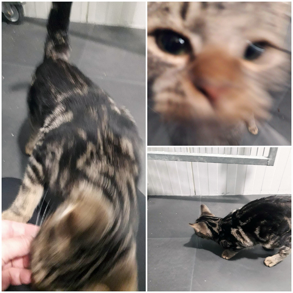 Katertje John gaat weer als de brandweer nadat hij bij Dierentehuis Stevenshage in Leiden herstelde van een gebroken dijbeen.