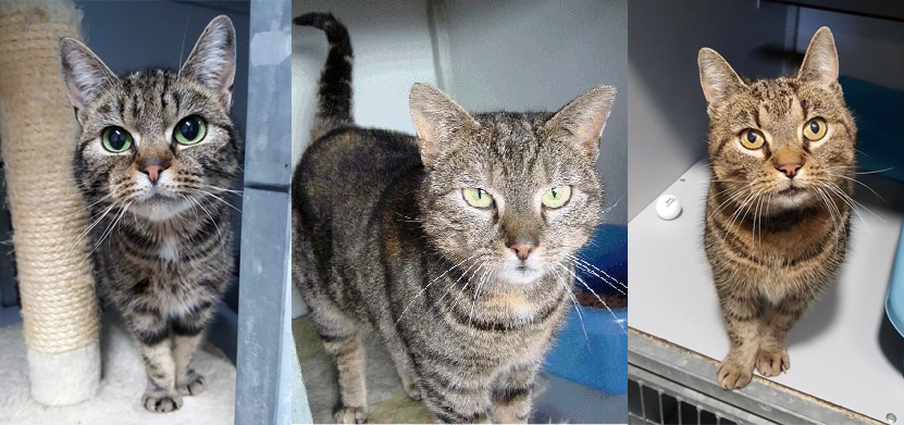 Zou u uw cyperse kat herkennen na twee maanden zwerven? Helemaal rechts ziet u Dounja, die nog een nieuw baasje zoekt. Klik op de afbeelding voor meer informatie.