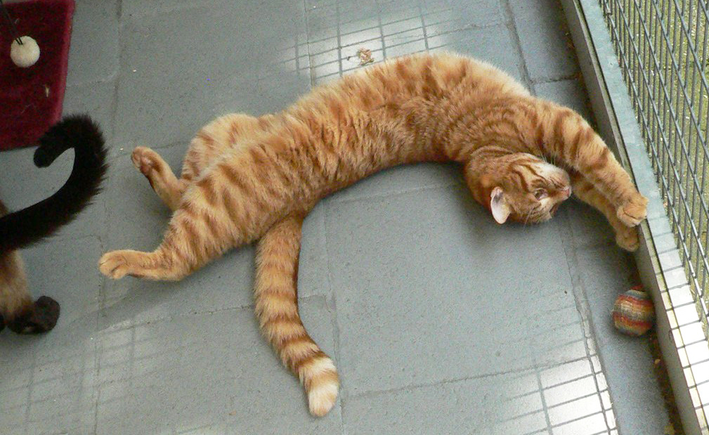 Mijn favoriete yoga positie: de catnip-groet.