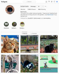 De katten van de Hortus botanicus Leiden hebben een eigen Instagram account.