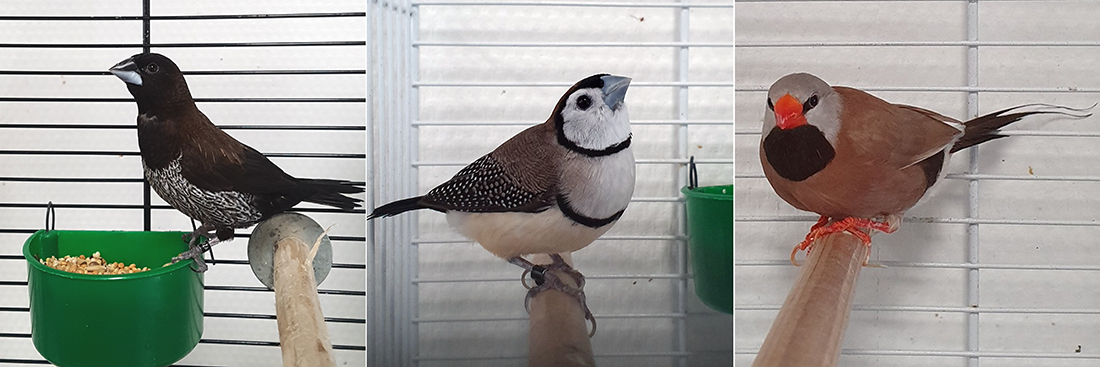 Bij Dierentehuis Stevenshage in Leiden vangen we ook tamme vogels op. Klik hier voor een overzicht van onze plaatsbare vogels.