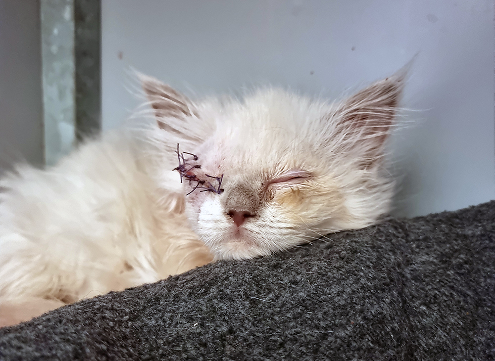Het oogje van kitten Batava moest verwijderd worden nadat ze binnenkwam bij Dierentehuis Stevenshage.