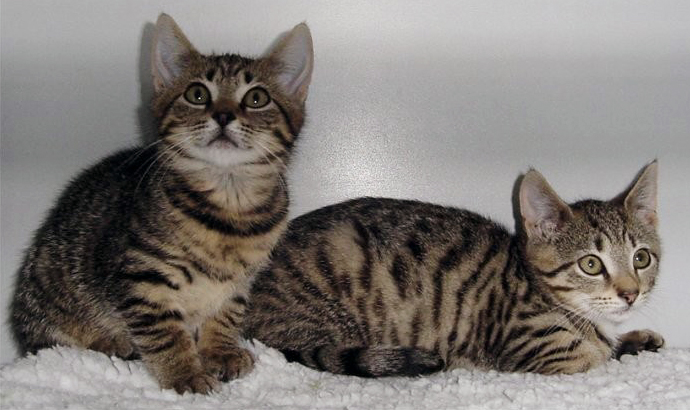 Cyperse kittens (archiefbeeld Dierentehuis Stevenshage)