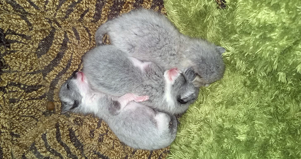 Kittens zonder moederpoes bij Dierentehuis Stevenshage in Leiden.