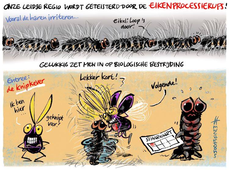 De knipkever lijkt de oplossing voor de eikenprocessierups! Cartoon van Leids cartoonist Maarten Wolterink.