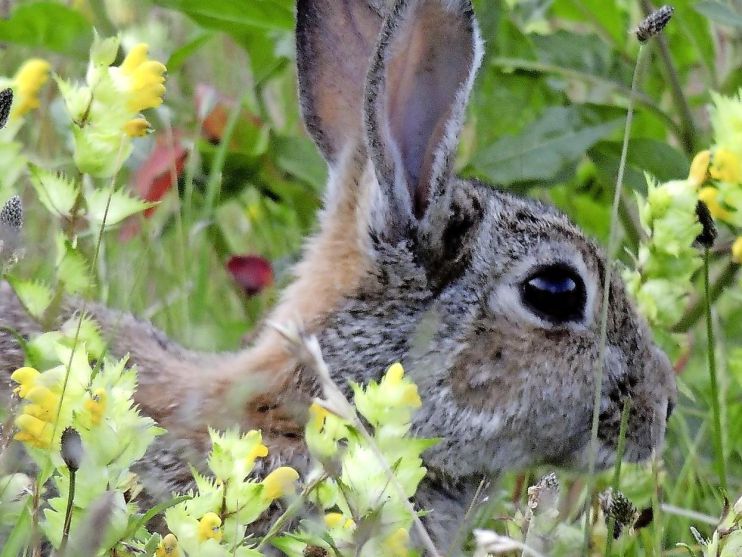 Gedumpte konijnen in Leiden Bio Science Park