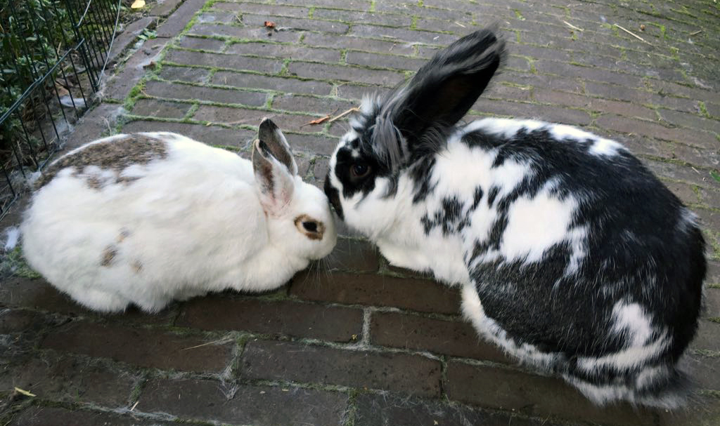 Wil je konijnen aanschaffen? Kies altijd voor twee konijnen uit een gespecialiseerde opvang.