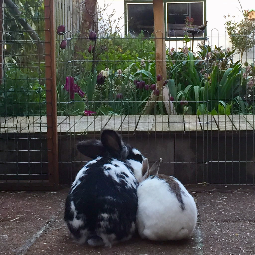 Een geslaagde koppeling leidt tot gelukkige konijnen, zoals hier bij Mike en Foxy.