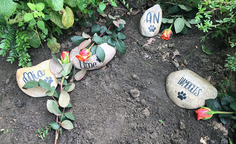 Ter nagedachtenis aan dierbare asielkatten liggen er steentjes bij de Moerbei van Herinnering bij Dierentehuis Stevenshage in Leiden.