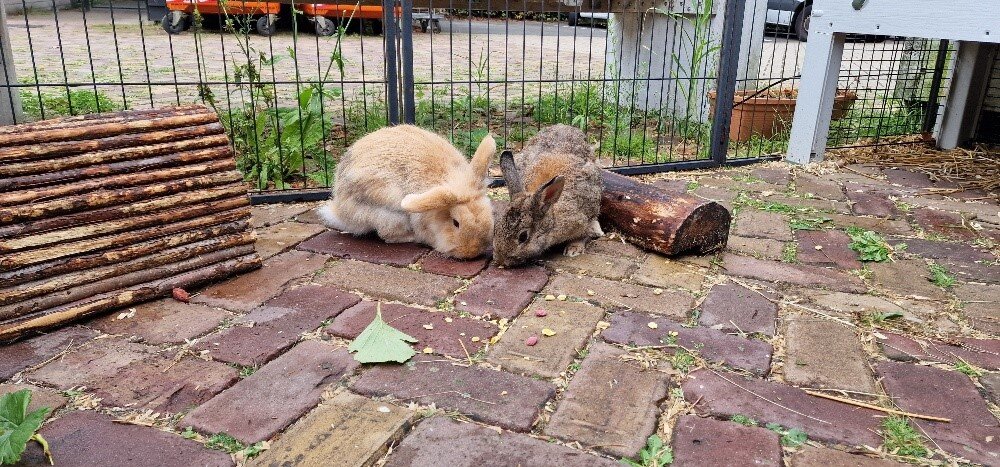 De asielkonijnen bij de moestuinbakken van Stichting Dierenlot bij Dierentehuis Stevenshage in Leiden.