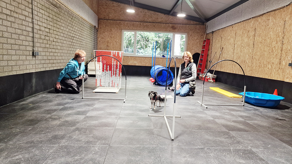 Honden trainen op de Open Asieldag van Dierentehuis Stevenshage in Leiden.