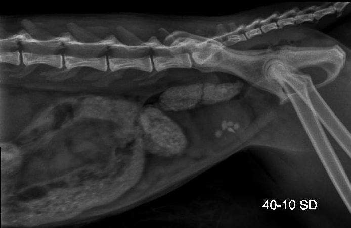 De röntgenfoto van asielkater Panda laat grote blaasstenen zien.