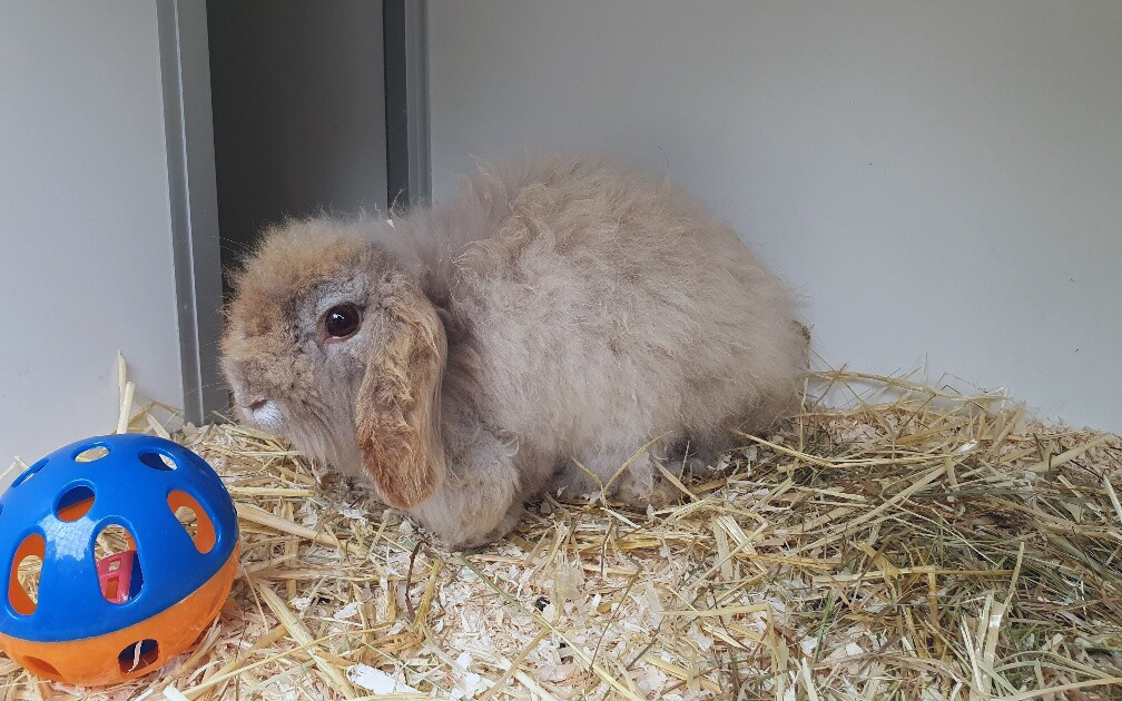 Heeft u interesse in adoptie van een Teddy Widder konijn? Lees dan onze pagina over adoptie van konijnen en stuur een mailtje.